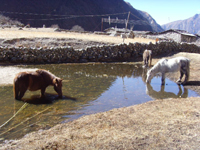 Langtang